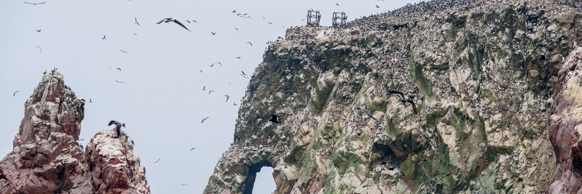 Ica + Ballestas Islands + Paracas from Lima 2 days and 1 night in Lima